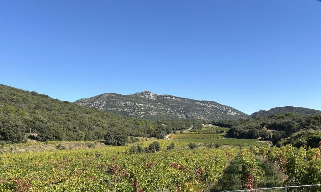 Domaine viticole
