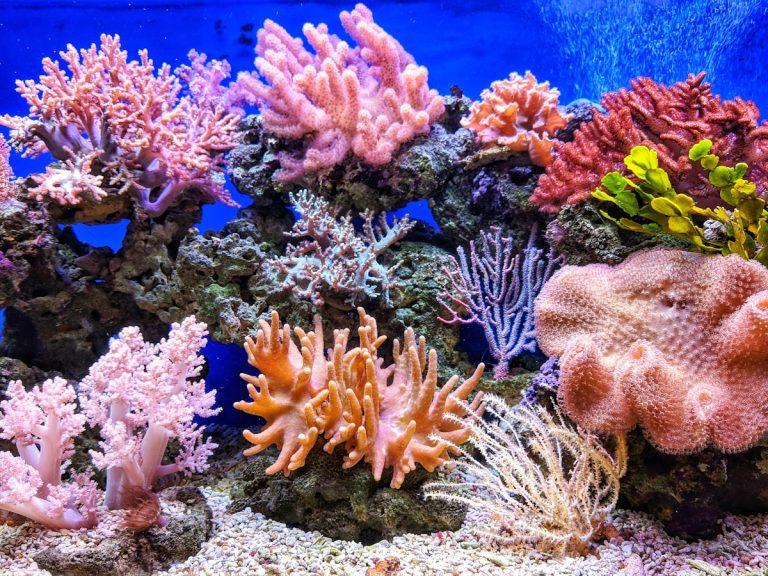 Rapport mondial sur la biodiversité
