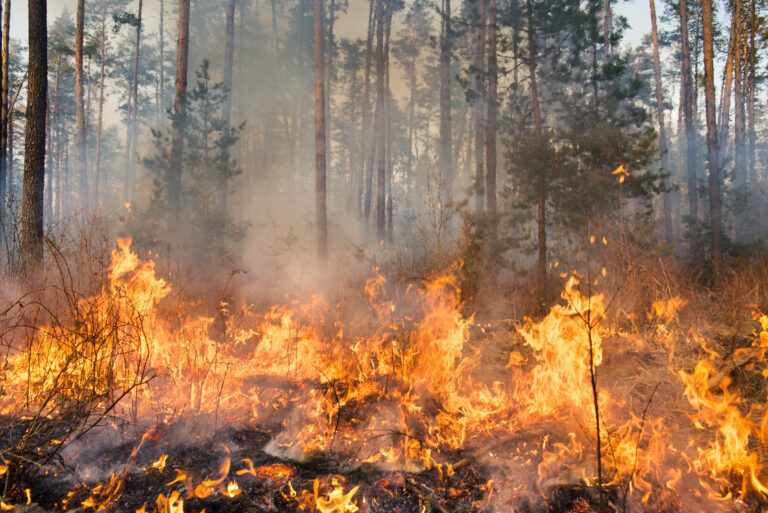Comprendre les services écosystémiques à travers le feu de Gironde